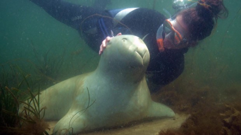 Ny Snorkelsti i Kalve havn