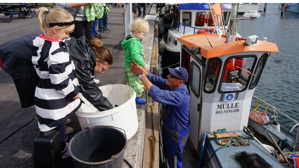 Fiskens Dag i Helsingør - læs mere på Havneguide